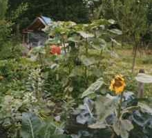   Mijn eerste moestuin   door Helen Kranstauber