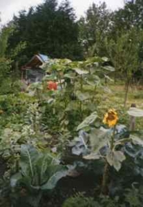   Mijn eerste moestuin   door Helen Kranstauber