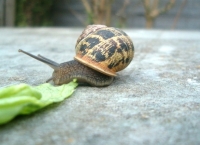 <b>Blog:</b> Lang leve het Food Film Festival..Lang leve de lente!