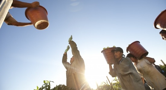 Food Chains <b>NL Première</b>