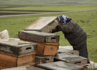 Kars Honey
